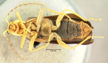 Media type: image;   Entomology 2839 Aspect: habitus ventral view